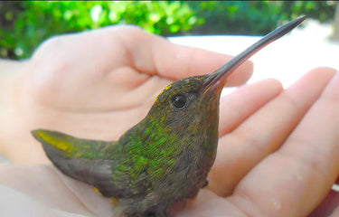 Kolibri ruht sanft in der Hand