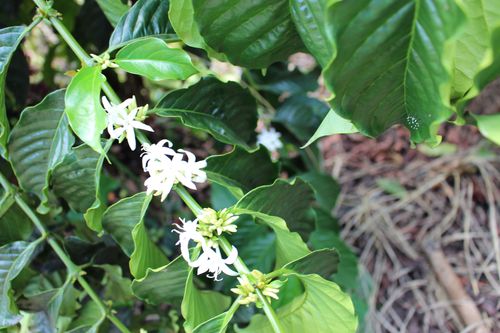 Kaffeepflanze mit Blüten