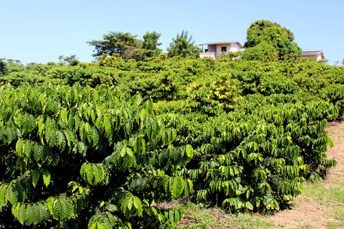 Kaffeeplantage mit grünen Kaffeepflanzen unter blauem Himmel