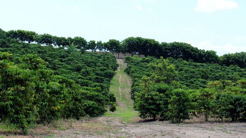 Kaffeeplantage mit Baumreihe