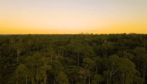 Weitwinkelaufnahme eines Waldes bei Sonnenuntergang mit goldenem Himmel.