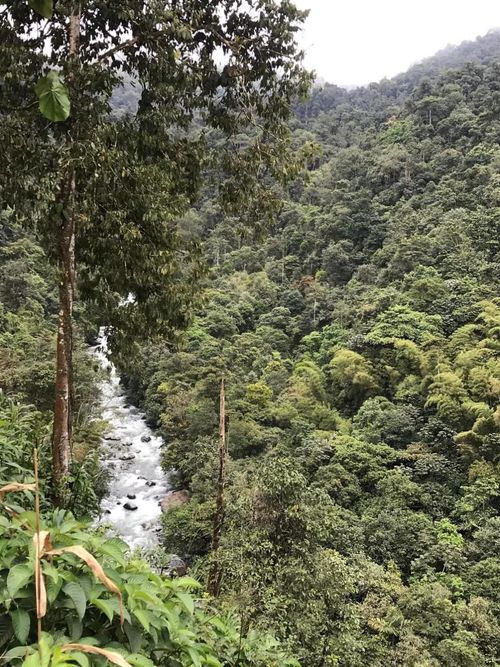 Dichter Regenwald mit Fluss, Berge im Hintergrund.