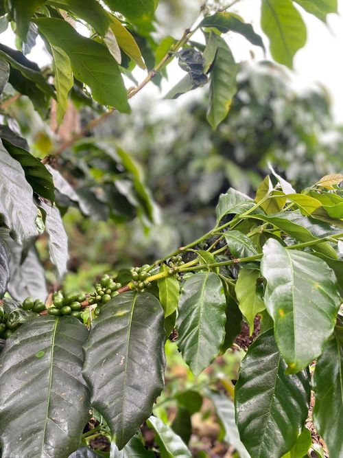 Kaffeepflanzen mit unreifen Kaffeekirschen, grün und saftig.