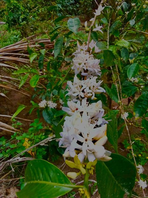 Kaffeepflanze mit weißen Blüten.