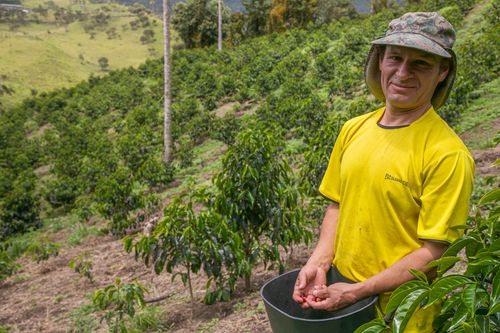 Kaffeebauer bei Ernte
