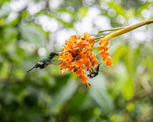Zwei Kolibris trinken Nektar an orangefarbener Blüte im grünen Dschungel