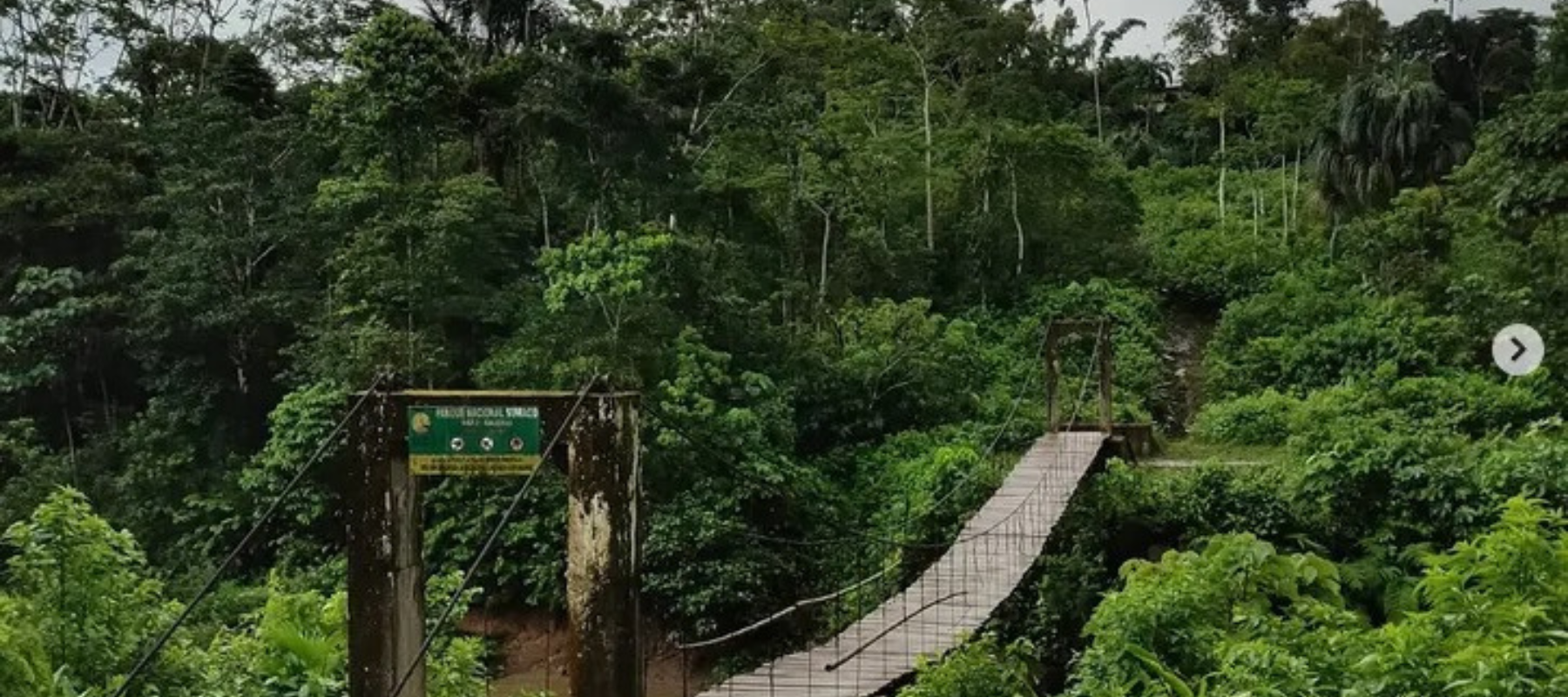 Hängebrücke im Wald.