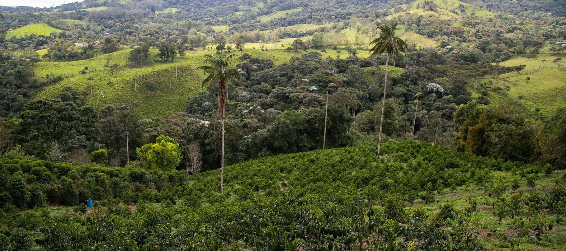 Kaffeeplantage mit Baumreihe