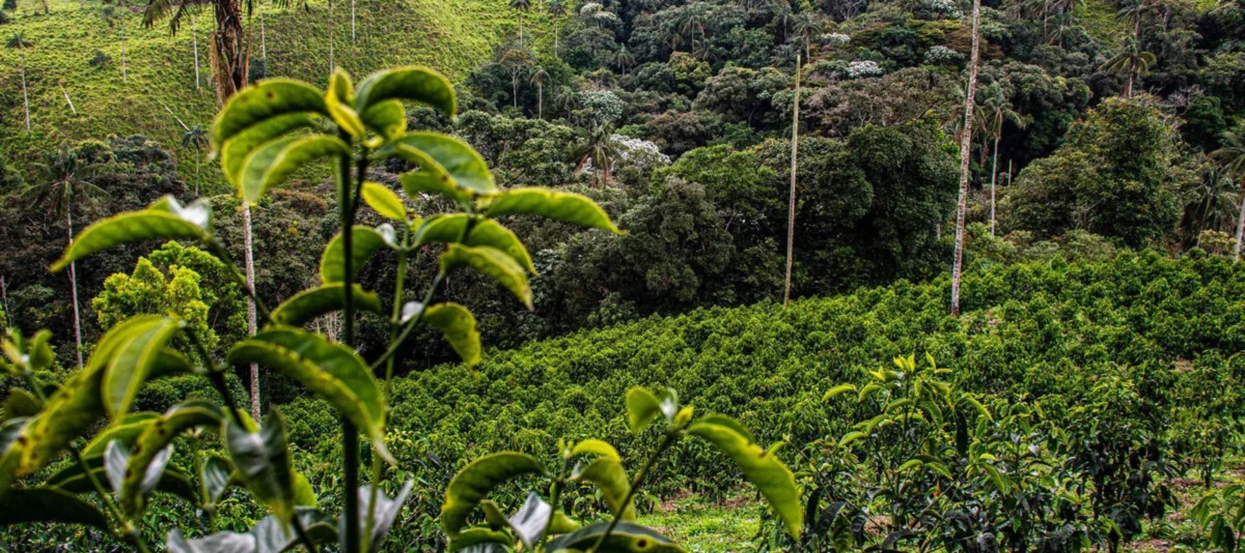 Grüne tropische Anbaufläche